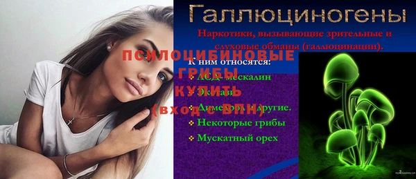 сатива Новозыбков