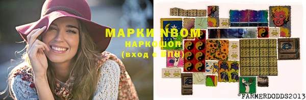 сатива Новозыбков